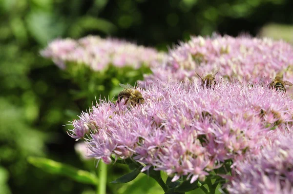 Bee foraging on Hylotelephium spectabile — Stock Photo, Image