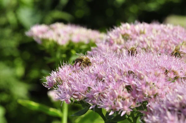 Alimentación de abejas en Hylotelephium spectabile — Foto de Stock