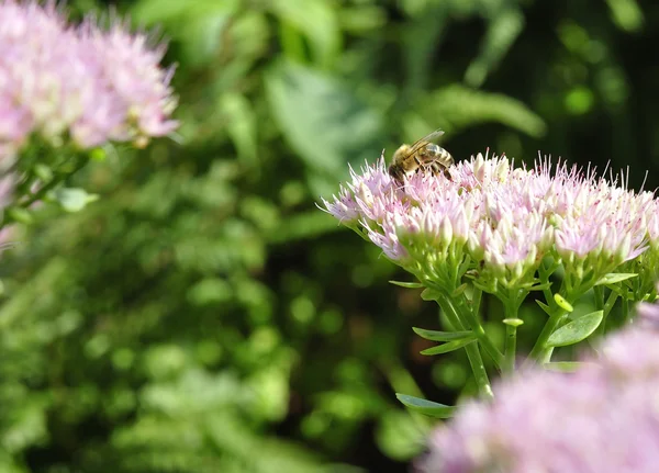 Bee foraging on Hylotelephium spectabile — Stock Photo, Image