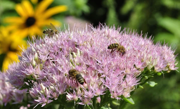 Bee födosöka på Hylotelephium spectabile Stockfoto