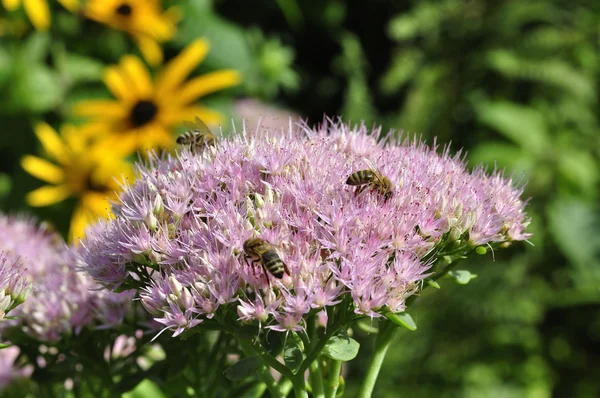 Μέλισσα αναζήτηση τροφής σε Hylotelephium spectabile Εικόνα Αρχείου