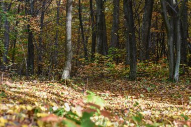 Ormandaki çürük ağaç akçaağaç meşe yosunu.