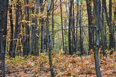 Ormandaki çürük ağaç akçaağaç meşe yosunu.