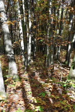 Ormandaki çürük ağaç akçaağaç meşe yosunu.
