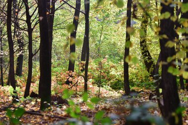 Ormandaki çürük ağaç akçaağaç meşe yosunu.