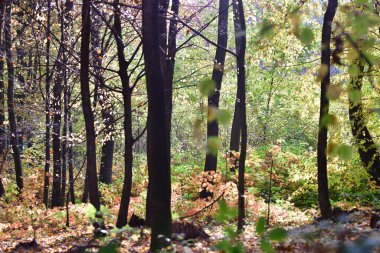 Ormandaki çürük ağaç akçaağaç meşe yosunu.