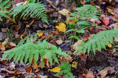 Ormandaki çürük ağaç akçaağaç meşe yosunu.
