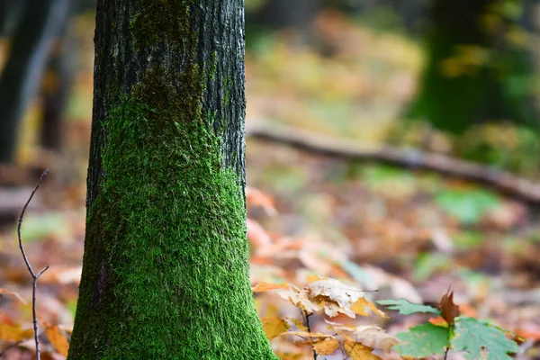 Ormandaki Çürük Ağaç Akçaağaç Meşe Yosunu — Stok fotoğraf