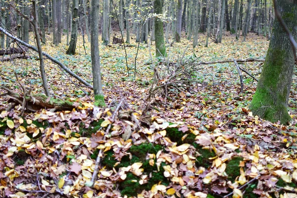 Gammal Rutten Träd Röd Lönn Mossa Skogen Ett Torrt Träd — Stockfoto