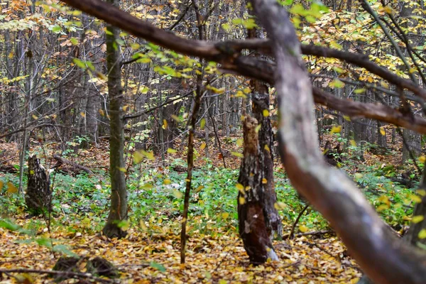 Viejo Árbol Podrido Arce Rojo Musgo Roble Bosque Árbol Seco —  Fotos de Stock