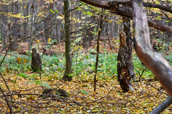 Régi Rothadt Piros Juhar Tölgy Moha Erdőben Egy Száraz Esett — Stock Fotó