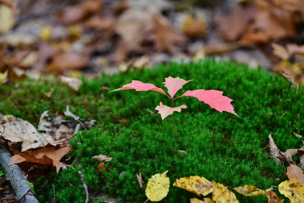 Old Rotten Tree Red Maple Oak Moss Forest Red Pink — Stock Photo, Image