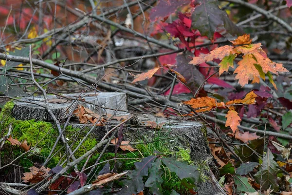 Ormandaki Eski Çürük Ağaç Kırmızı Akçaağaç Meşe Yosunu Kırmızı Pembe — Stok fotoğraf