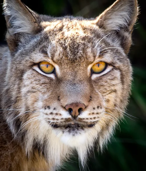 Wild lynx — Stockfoto