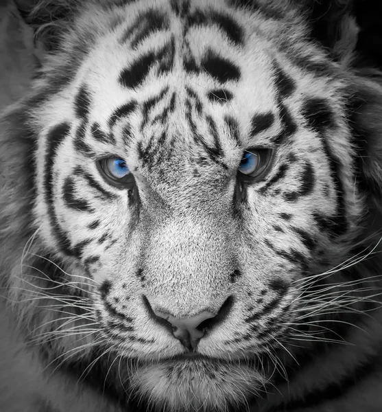 Tigre sauvage Photos De Stock Libres De Droits