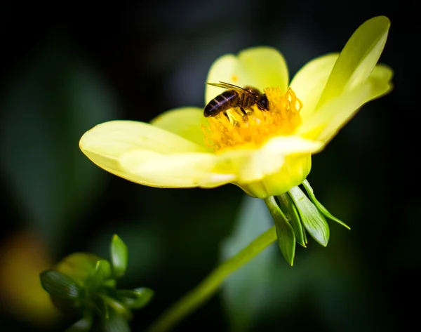 Bee on a flower — Stock Photo, Image