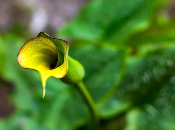 庭の花 — ストック写真