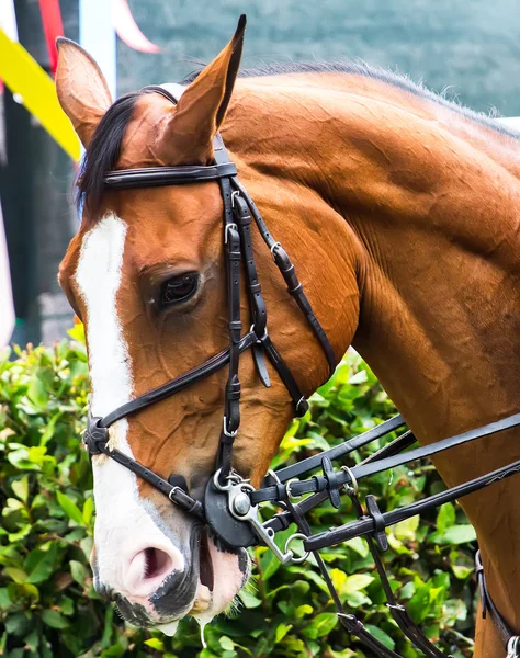 Concours paardenspringen — Stockfoto