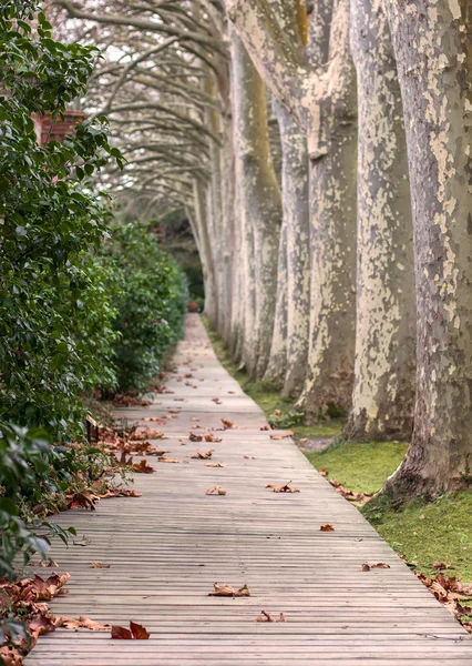 Weg der Bäume — Stockfoto