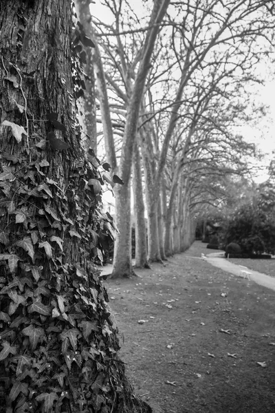 Strada degli alberi — Foto Stock