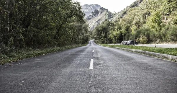 Camino de los árboles — Foto de Stock