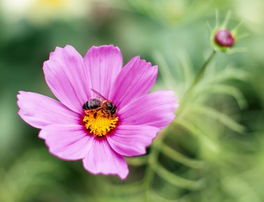 Bir çiçek üzerinde tünemiş arı