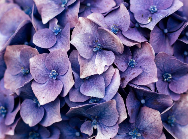 Violet garden flowers — Stock Photo, Image