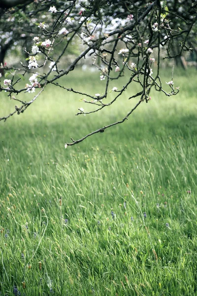 Obstbäume in voller Blüte — Stockfoto