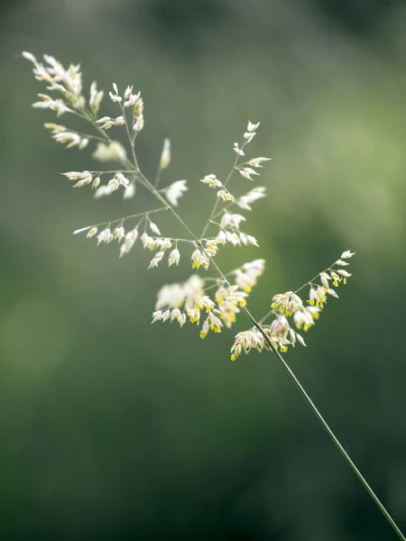 Haste de grama verde — Fotografia de Stock