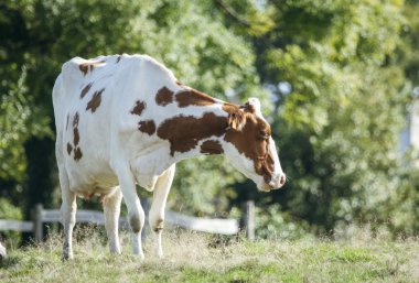 Çayırda otlayan inek