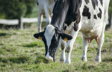 Çayırda otlayan inekler