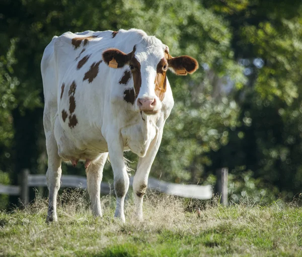 Vaca pastando no prado — Fotografia de Stock