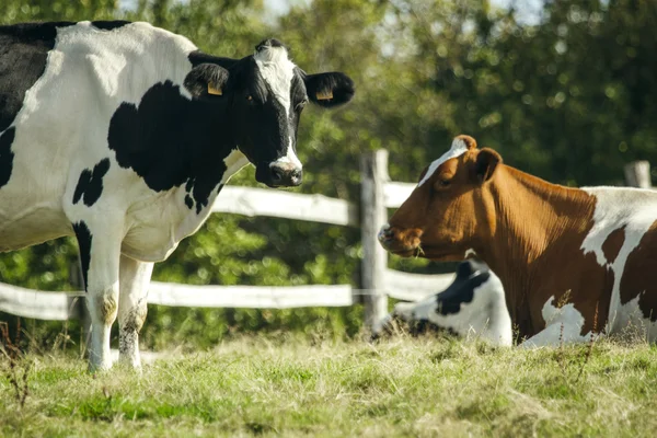 Vacas que pastam no prado — Fotografia de Stock