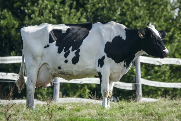Vaca pastando en el prado —  Fotos de Stock