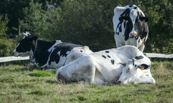 Vacas que pastam no prado — Fotografia de Stock