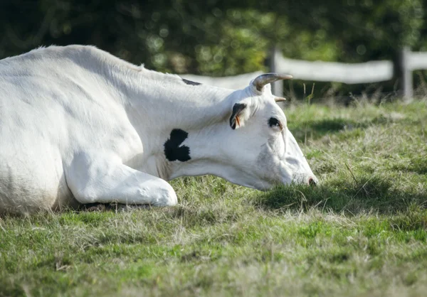 Pascolo di mucca sul prato — Foto Stock