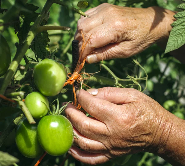 Agricultor cultivando tomates verdes — Foto de Stock