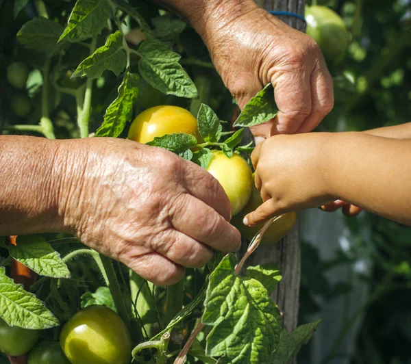 Farmer cultivating green tomatoes — Stock Photo, Image