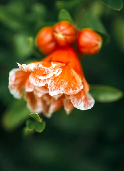 Orangene Gartenblumen — Stockfoto