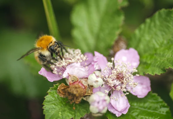 Bee perched on flowers — Stock Photo, Image