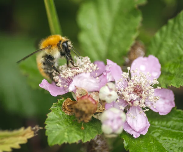 Bee perched on flowers — Stock Photo, Image