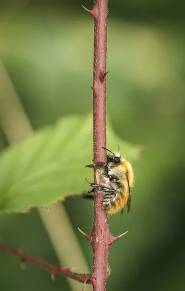 Bee on green branch — Stock Photo, Image