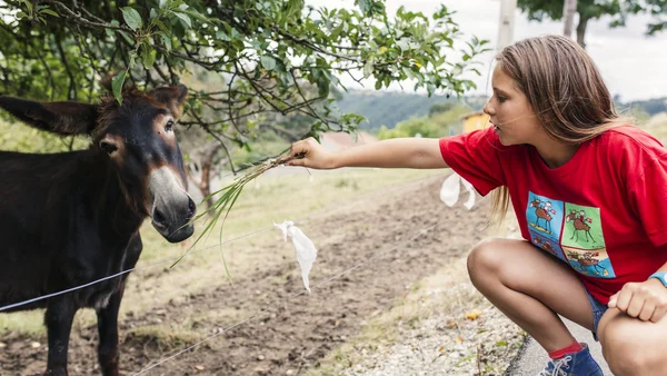 Menina alimentando burros — Fotografia de Stock