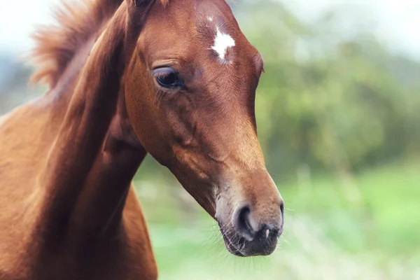 Retrato de um cavalo potro marrom — Fotografia de Stock