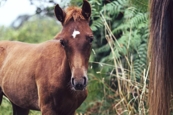 Retrato de um cavalo potro marrom — Fotografia de Stock