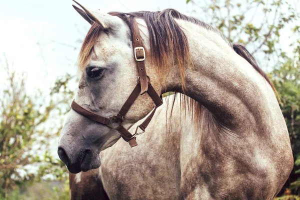 彼女の馬を持つグレー ロバ — ストック写真