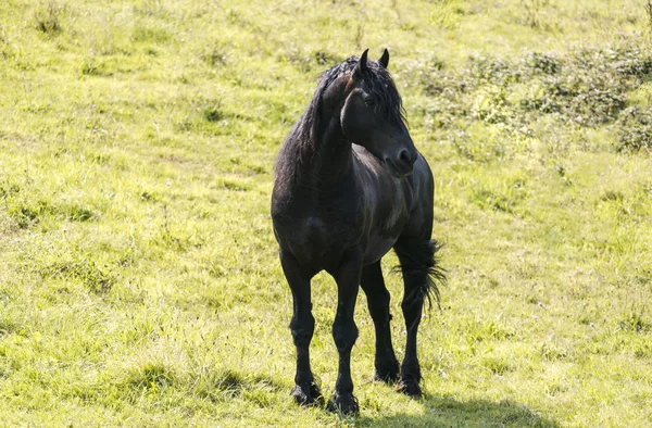 美しい黒い馬 — ストック写真