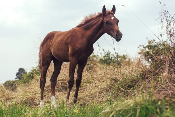 茶色の子馬馬の肖像 — ストック写真