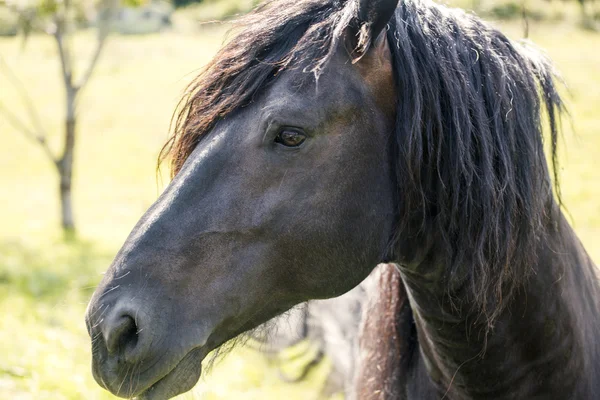 Belo cavalo preto — Fotografia de Stock