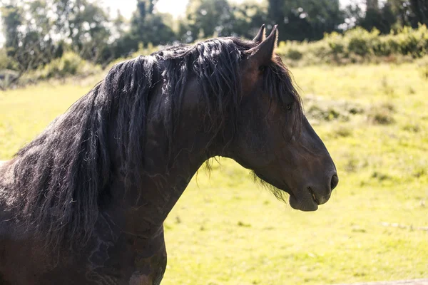 Mooie zwarte paard — Stockfoto